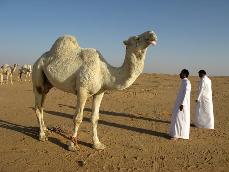Discover Majestic Saudi Arabia: Top Travel Places